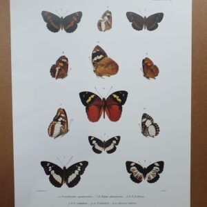 Madagascar Butterfly Zoological Drawings