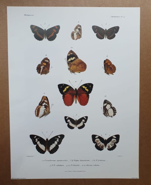 Madagascar Butterfly Zoological Drawings
