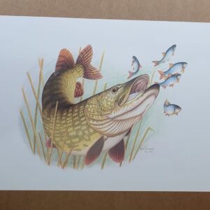 Pike Fish