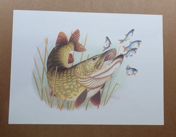 Pike Fish