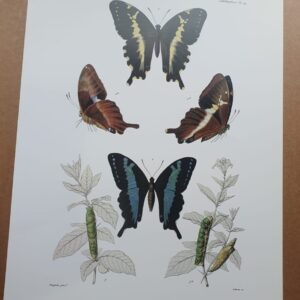Madagascar Butterfly Zoological Drawings 2