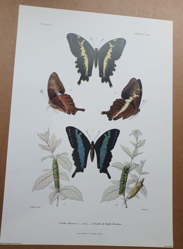 Madagascar Butterfly Zoological Drawings 2