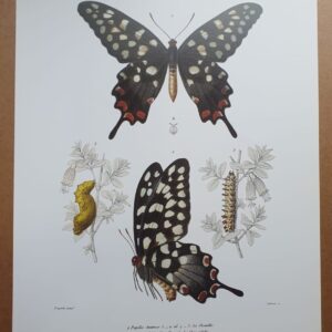 Madagascar Butterfly Zoological Drawings 3