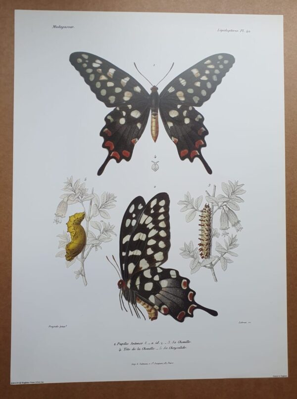 Madagascar Butterfly Zoological Drawings 3
