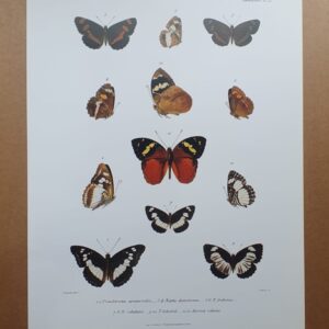 Madagascar Butterfly Zoological Drawings 4