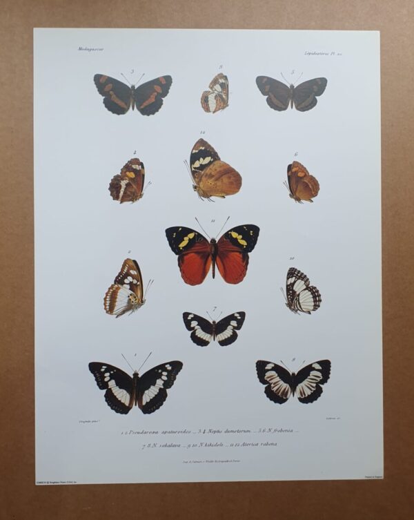 Madagascar Butterfly Zoological Drawings 4
