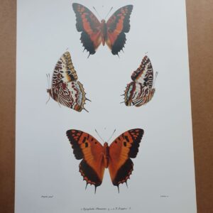 Madagascar Butterfly Zoological Drawings 5